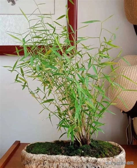 2023飛星佈局 家里可以种竹子吗